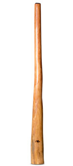 Tristan O'Meara Didgeridoo (TM378)